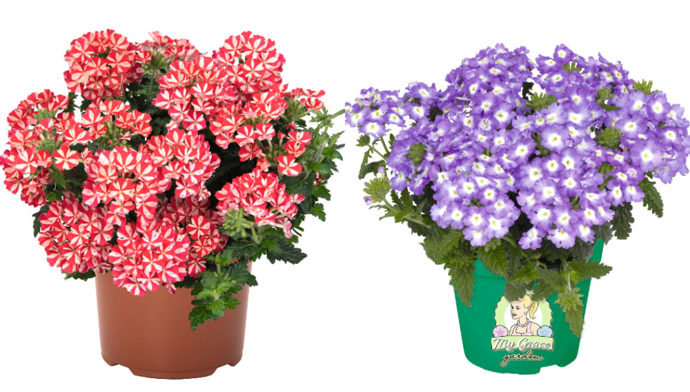 バーベナ　エンプレスフレア<