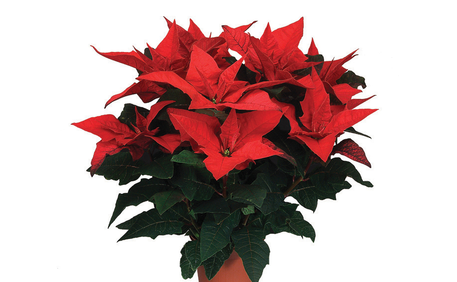 ポインセチア　ジェスターレッド<