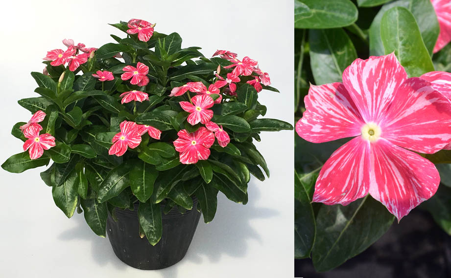 ビンカ 万葉の美　わらべ絞り<