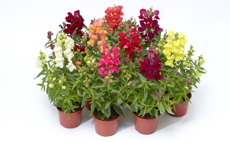 キンギョソウ F1　スナップティーニ シリーズ<