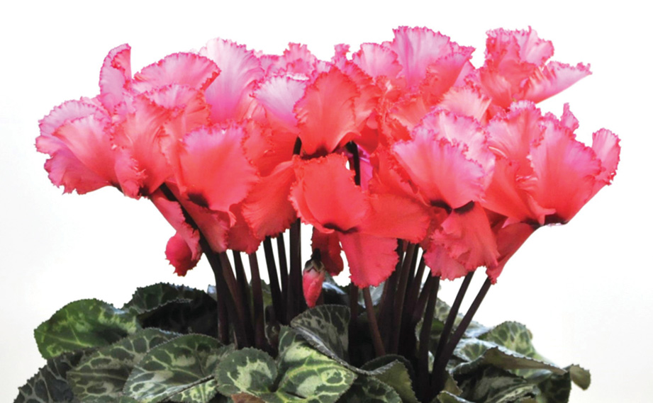 シクラメン　グランディーナ<