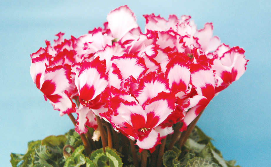 シクラメン 大栄　ビクトリア<