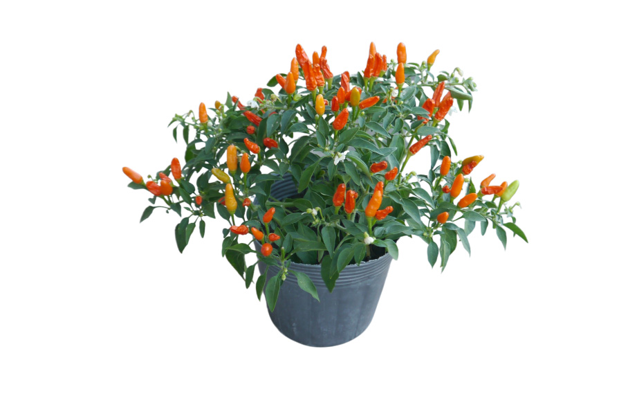 カプシカム　みもとうがらし シリーズ<