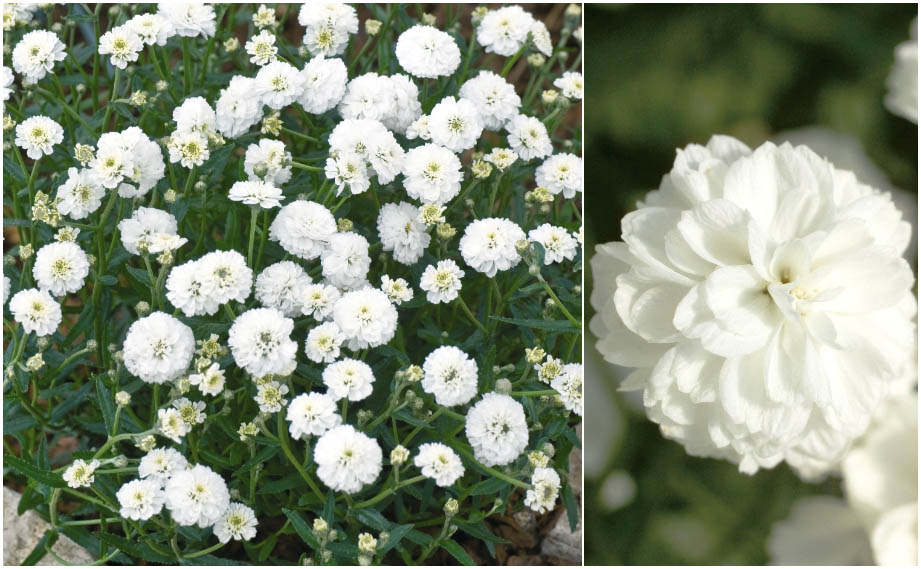 アキレア　マシュマロ<