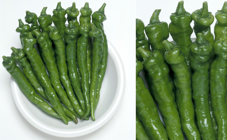 トウガラシ　伏見甘長<