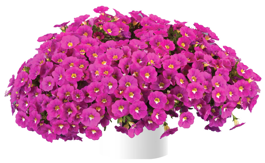 カリブラコア　ノア<