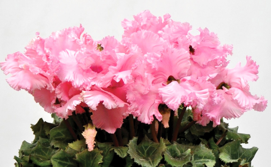 シクラメン　レーシィーフリル シリーズ<