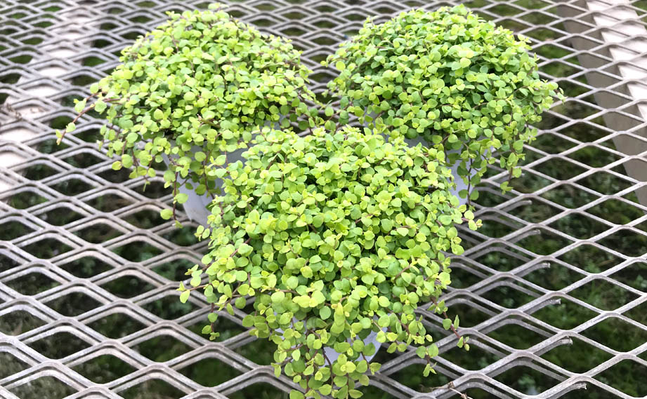 プラティア　ライムカーペット<