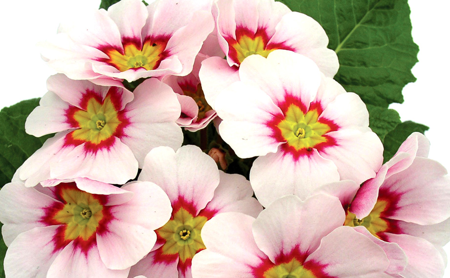 プリムラ アコーリス　ビッグドリーム シリーズ