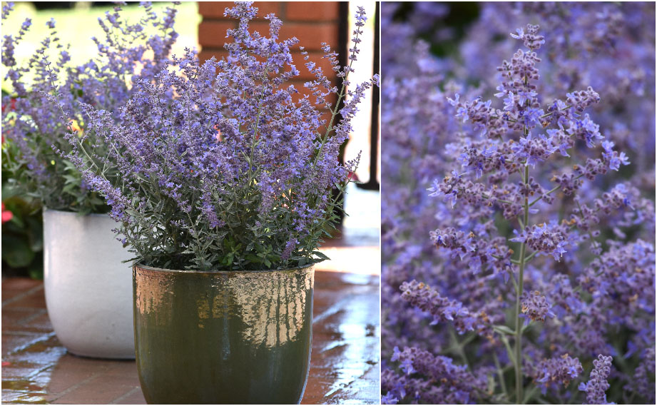 ペロフスキア(ロシアンセージ)　ブルーゼット<