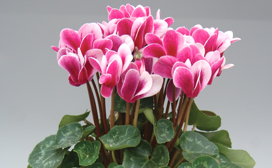 シクラメン F1　ゴブレット<