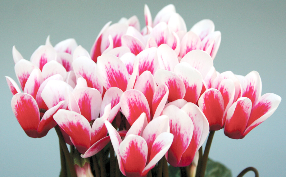 シクラメン F1　ピコラ シリーズ<