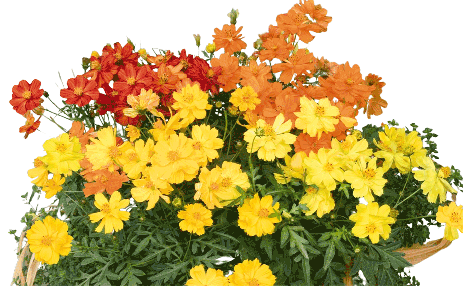 コスモス　コスミック シリーズ<