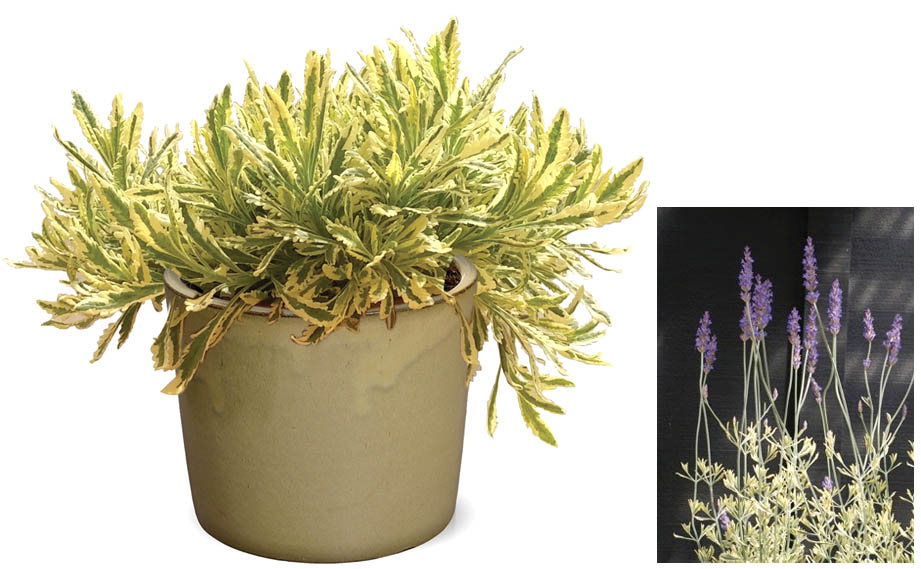 ラベンダー　メルロー<