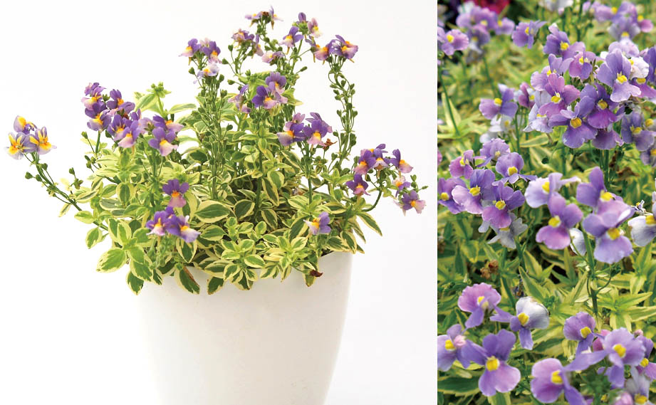 ネメシア　フォーシーズン<