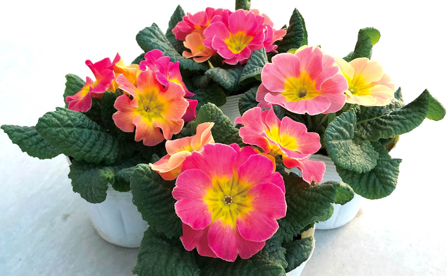 プリムラ アコーリス　カメレオン<