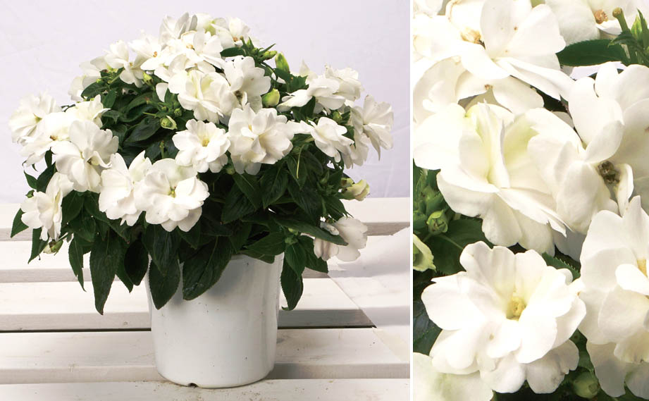 ニューギニアインパチェンス　ワイルドロマンス<