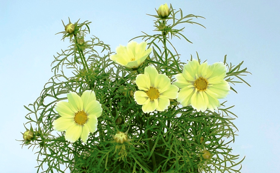 コスモス　クサントス<