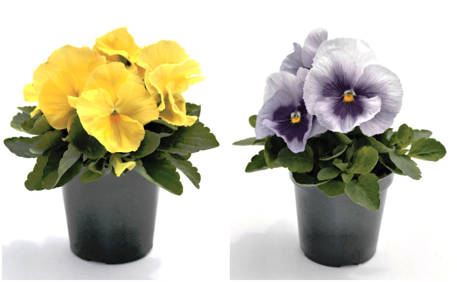 パンジー F1　インスパイヤープラス シリーズ<