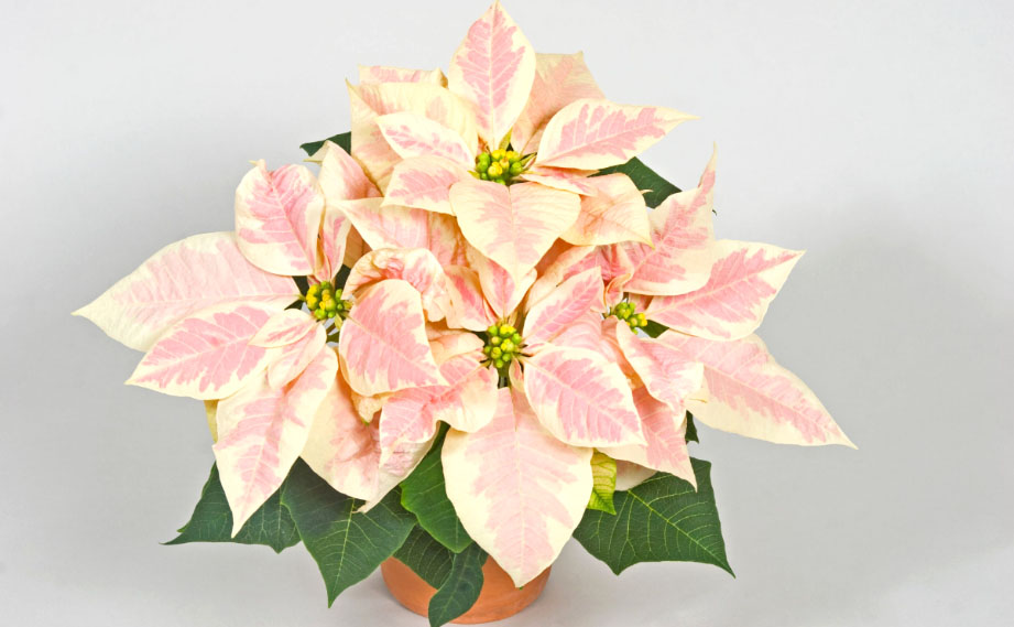 ポインセチア　マースマーブル<