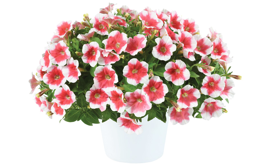 ペチュニア　カペラ<