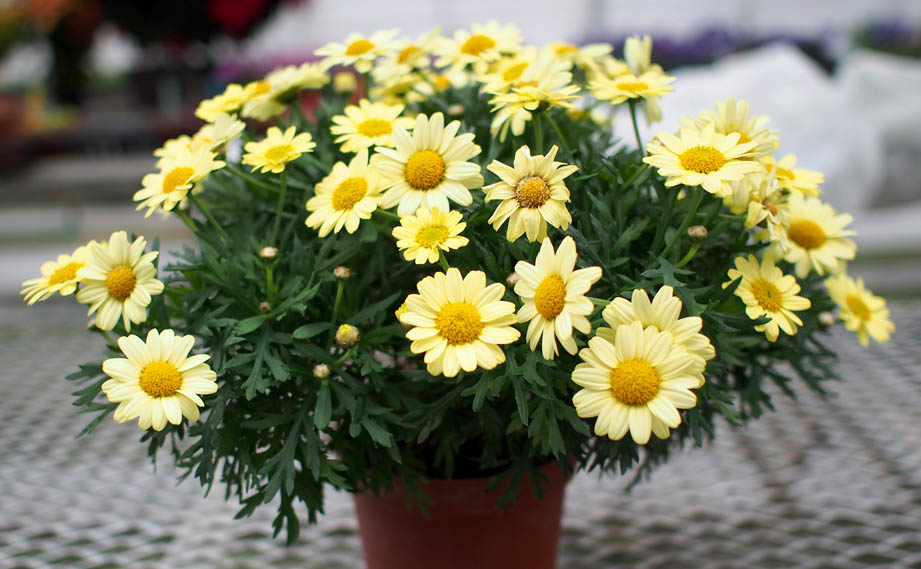 マーガレット　コンパクトイエロー<