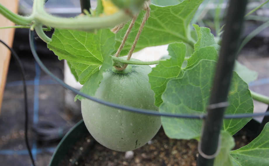 メロン　ベランダdeメロン(アニバーサリー)<