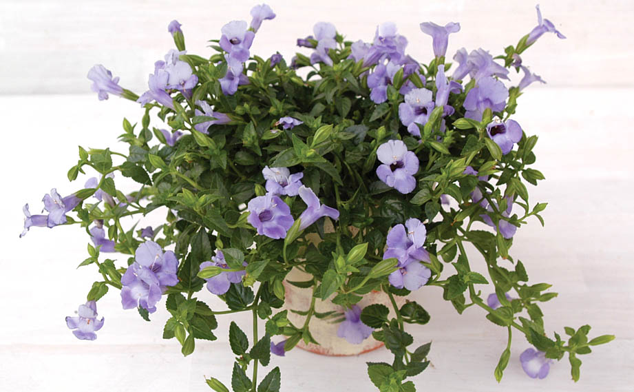 トレニア　カタリーナ シリーズ<