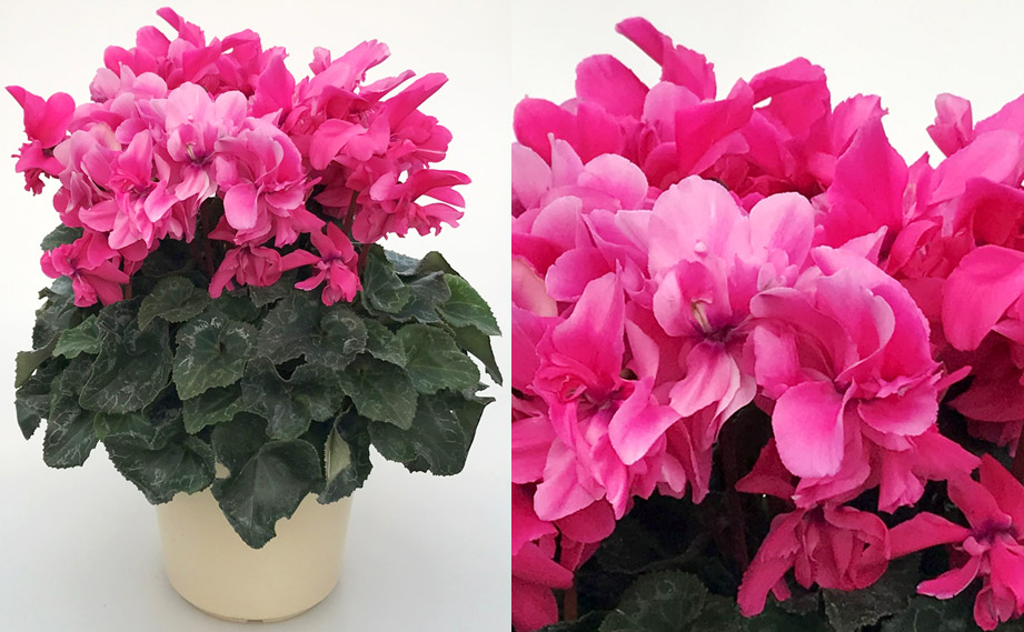 シクラメン　六花(りっか)<