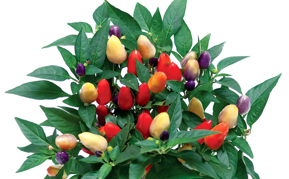 カプシカム　クバーナ シリーズ<