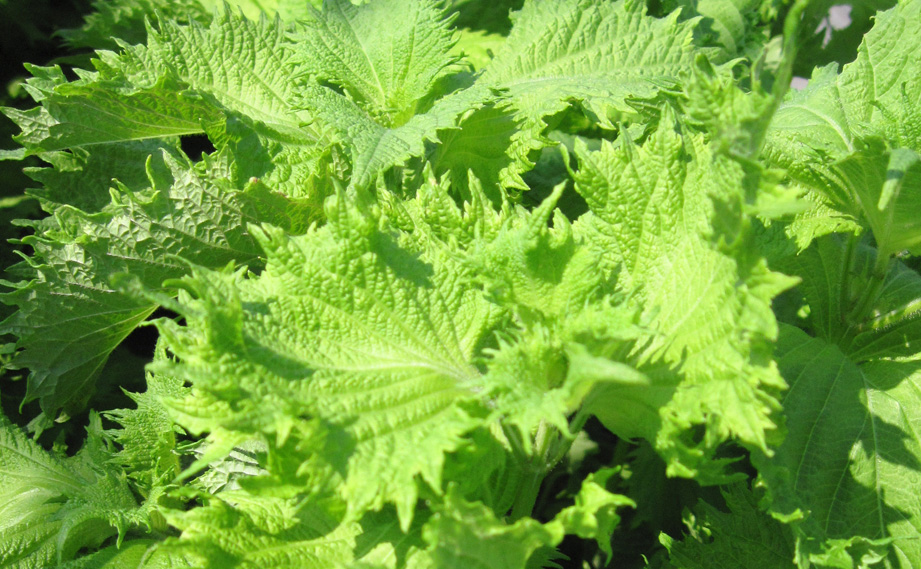 シソ　青しそ ちりめん<