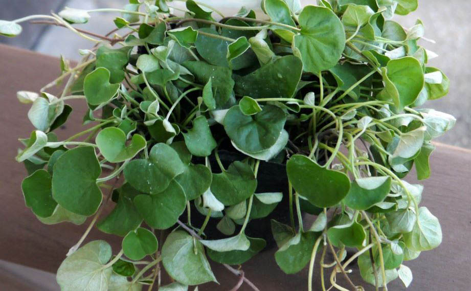 ディコンドラ　エメラルドフォール<