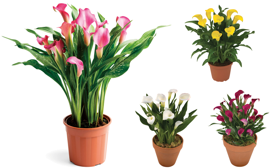 カラー　デュメンオレンジ シリーズ<