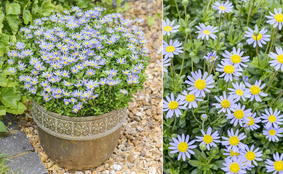 フェリシア　ベリシア<