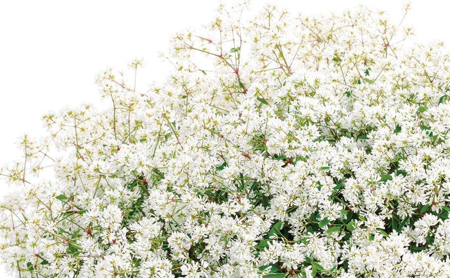 ユーフォルビア　ダイアモンドスノー<