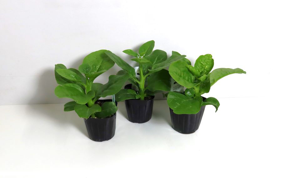 ツルムラサキ　青軸<