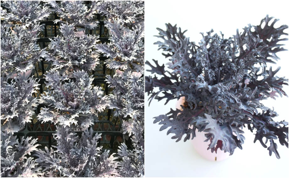 ハボタン　シルバーさんご<