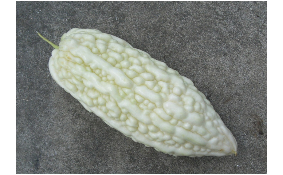 ゴーヤ　沖縄純白ゴーヤ<