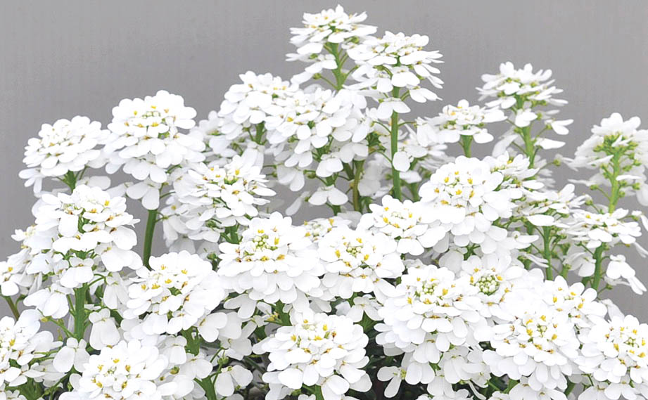 イベリス　スノーボール<