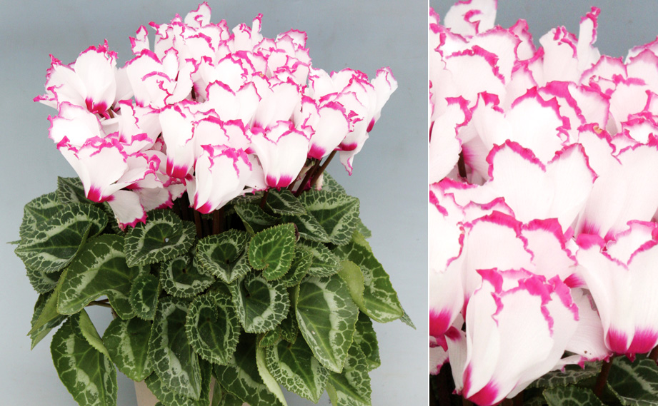 シクラメン　ハヤカワ ビクトリア<