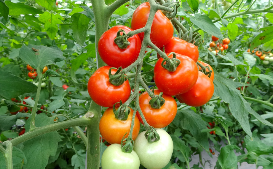 ミニトマト　エコスィート<