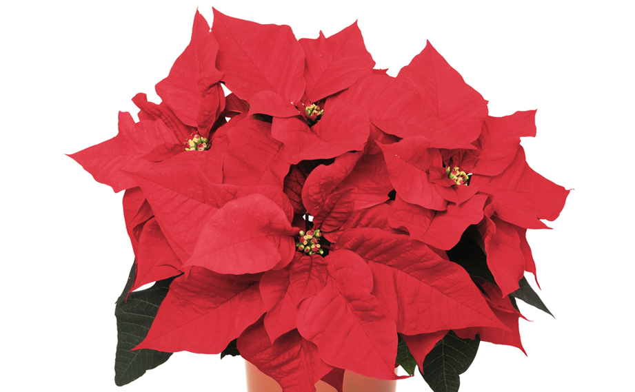 ポインセチア　アンタレス<