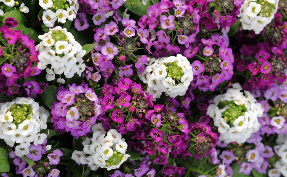 アリッサム　クリアクリスタル シリーズ