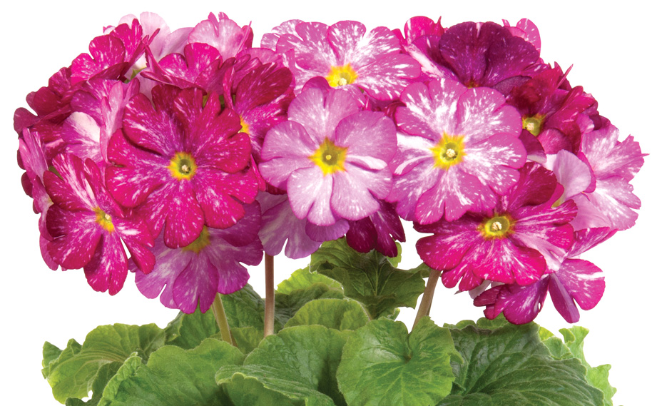 プリムラ オブコニカ F1　タッチミー ギャラクシーマゼンタ<