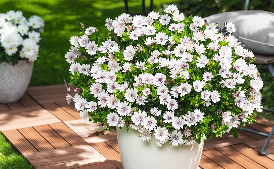 オステオスペルマム　マルガリータダブル<