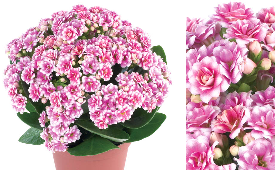 カランコエ　カランディーバ デコラティブ (八重)<