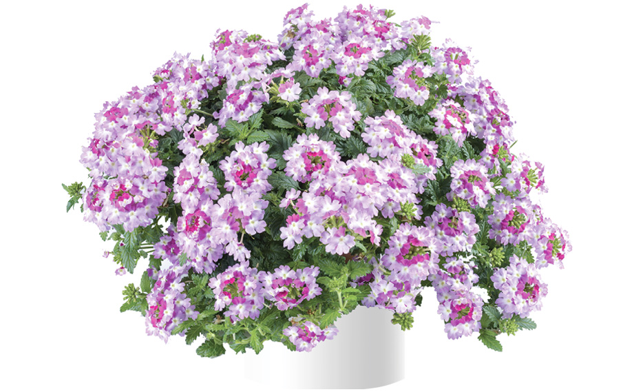 バーベナ　ヴァネッサ<