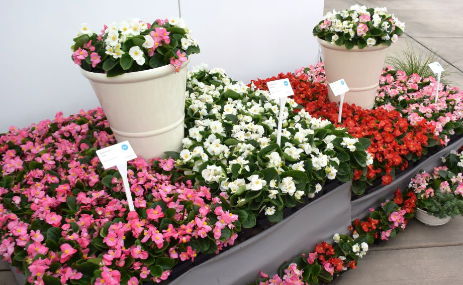 ベゴニア センパフローレンス F1　スーパークール シリーズ<