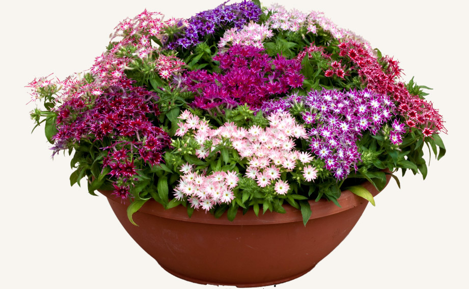 フロックス　ポップスター シリーズ<