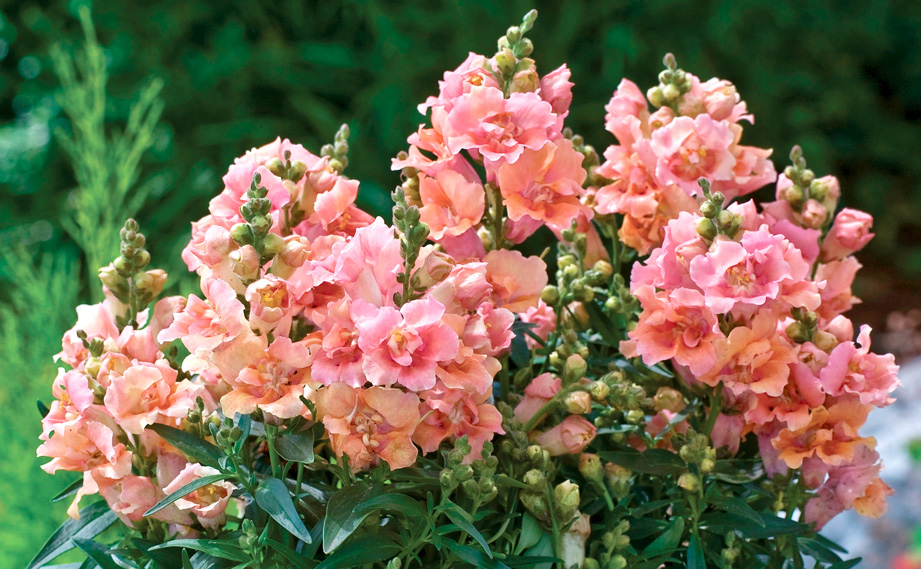 キンギョソウ F1　トゥイニー シリーズ<